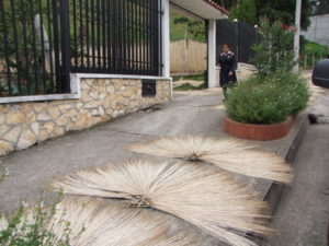  Es muy común ver fuera de las viviendas los cogollos extendidos para el secado natural.(AZD)