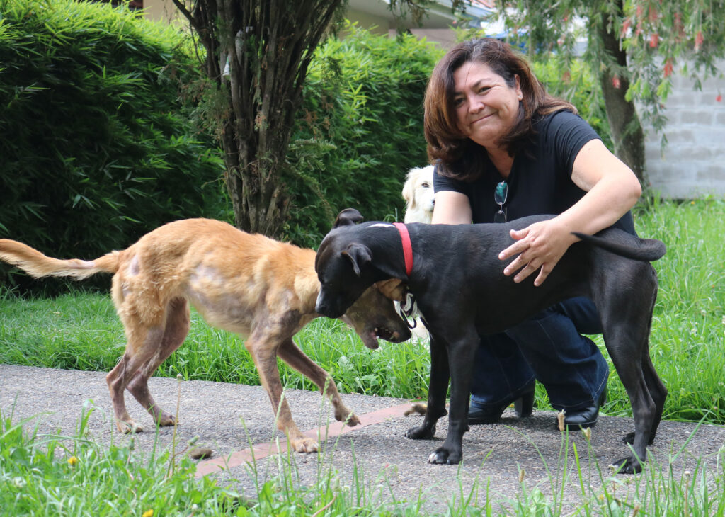 solicitud Monopolio bomba Más de 60.000 perros viven en condición de calle en Cuenca