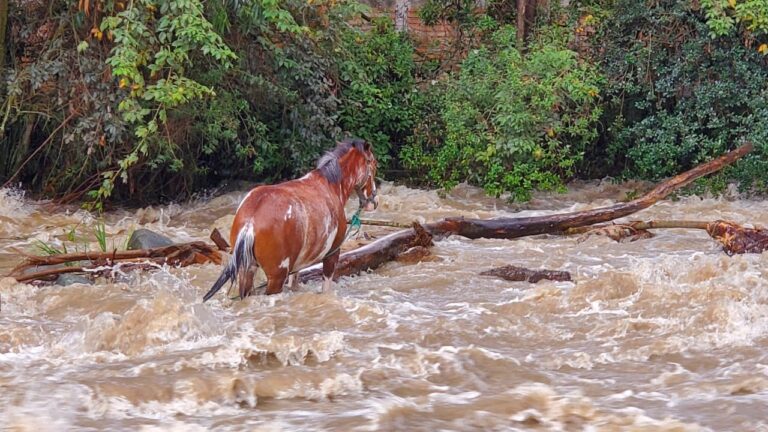 La historia del caballo atrapado en el río Tomebamba tiene un final feliz