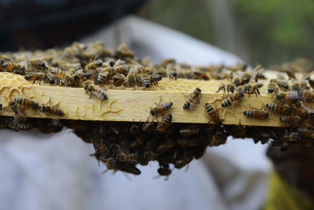 abejas cuenca