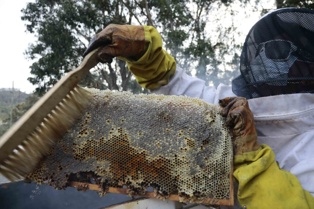 miel de abeja cuenca