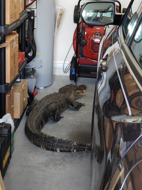 Un hombre de Florida encuentra un caimán de más de 2 metros en su garaje