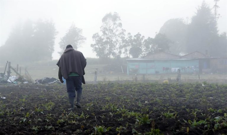 Heladas destruyen cultivos y afectan a 14.000 familias campesinas colombianas