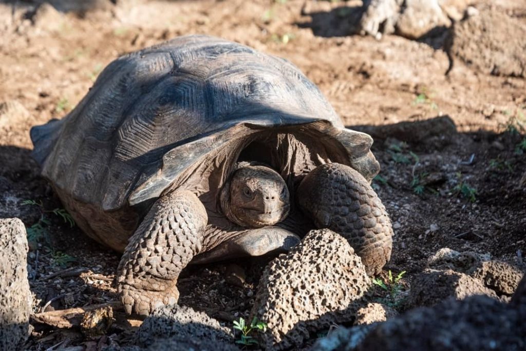 galápagos tortuga
