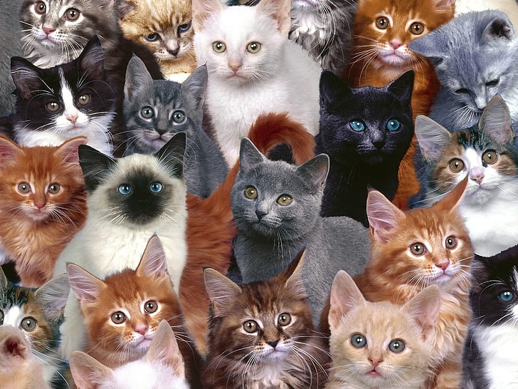 Descubren 130 gatos en un apartamento de Moscú