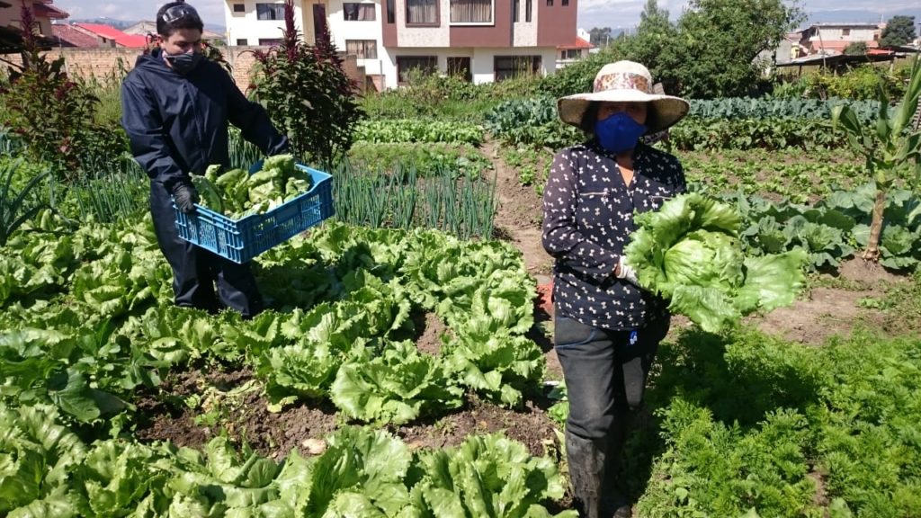 Acopio de verduras que se realizó en parroquias rurales de Cuenca, para donar a Guayaquil.(Cortesía)