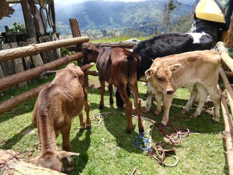 En Azuay se vacunará a 172 mil bovinos contra la fiebre aftosa