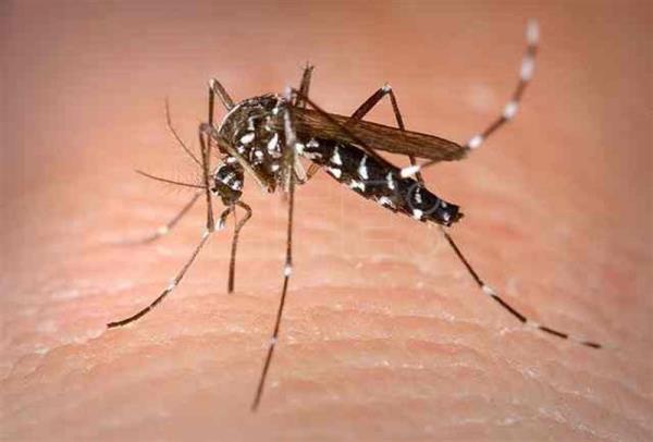 Mosquitos China
