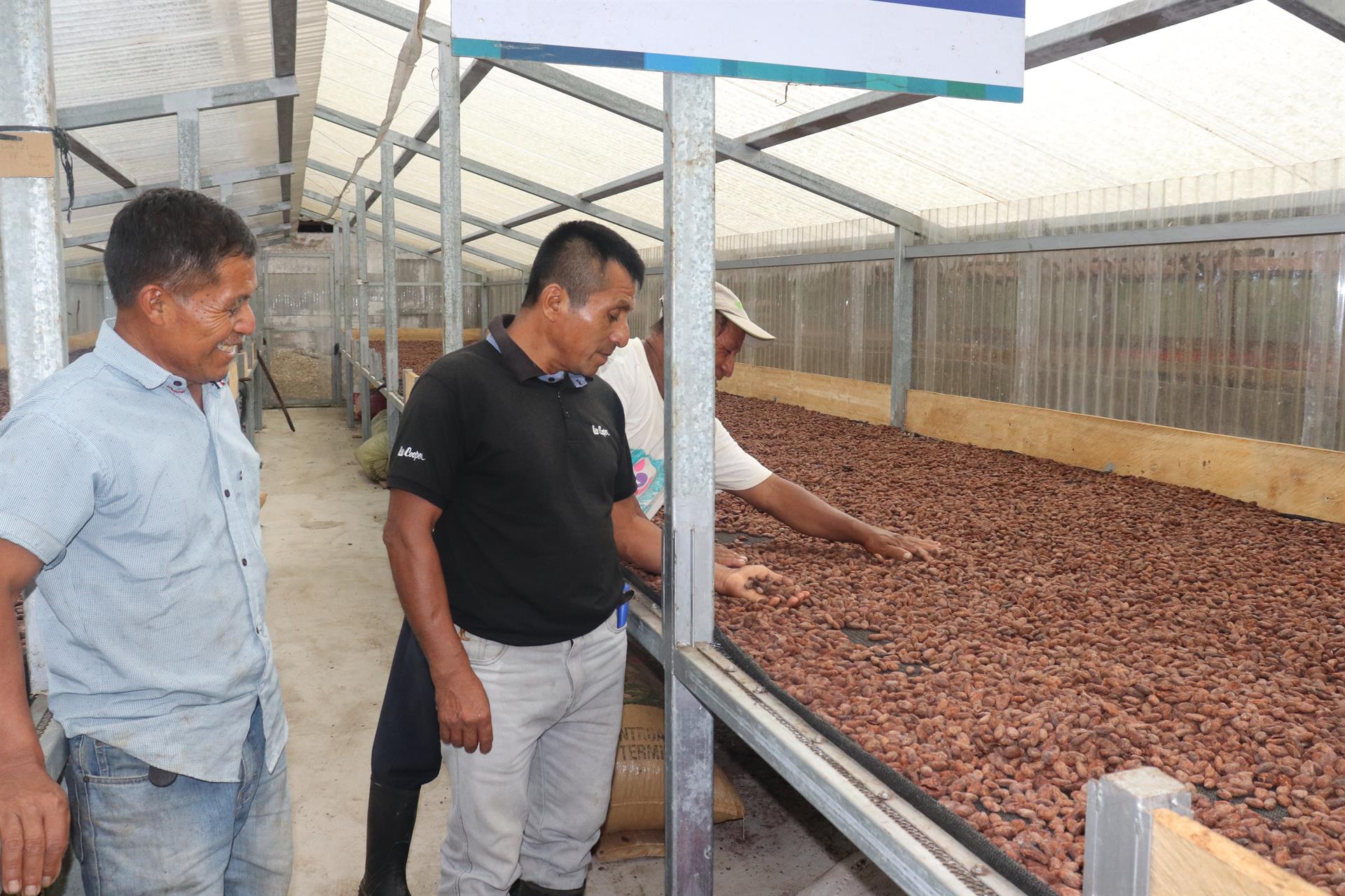 Cacao