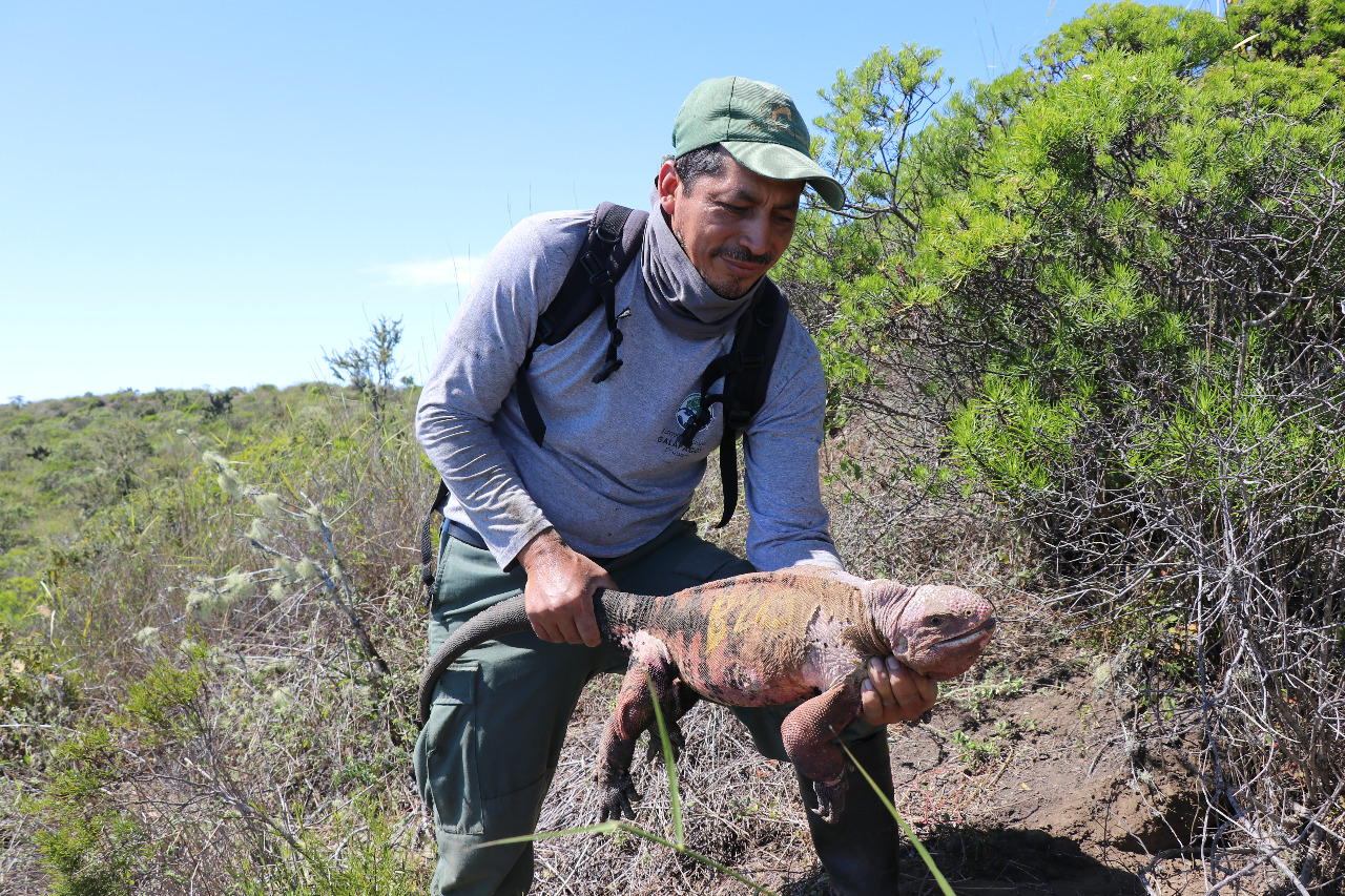Iguanas Rosadas