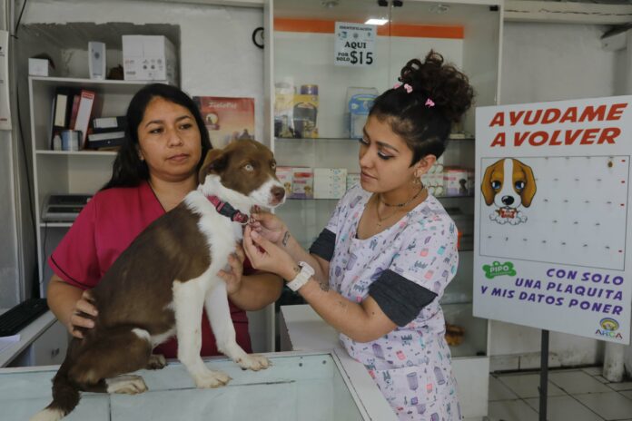 1 3A 6COL XCA perros desaparecidos