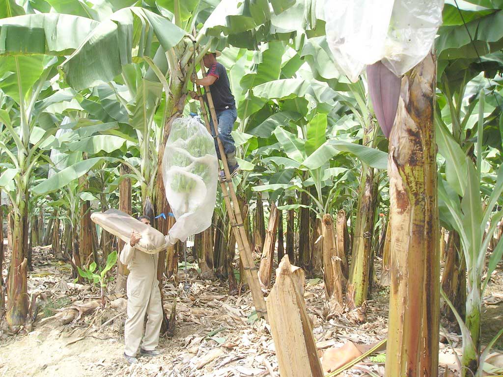 Bananera y agricultura