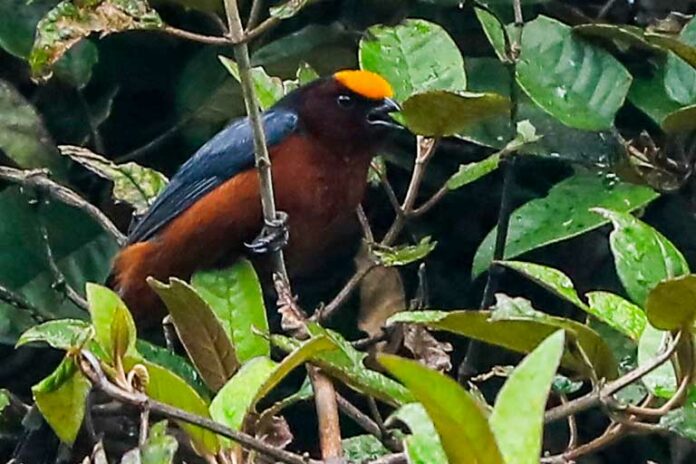 La especie de ave Plushcap o gorradiadema es una de las más difíciles de encontrar porque está en peligro de extinción. XCA La especie de ave Plushcap o gorradiadema es una de las más difíciles de encontrar porque está en peligro de extinción. XCA