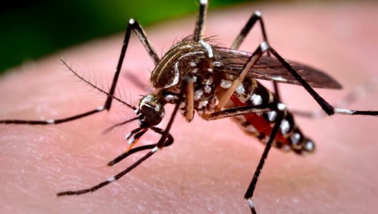 Ecuador registra primer caso de chikunguña en persona procedente de Paraguay