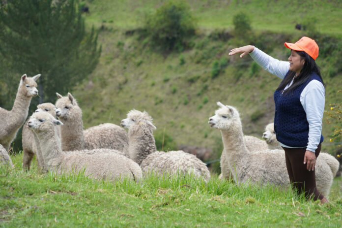 Las alpacas regresan a repoblar la frontera andina de Colombia y Ecuador