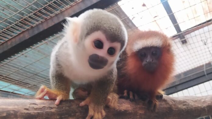 monos