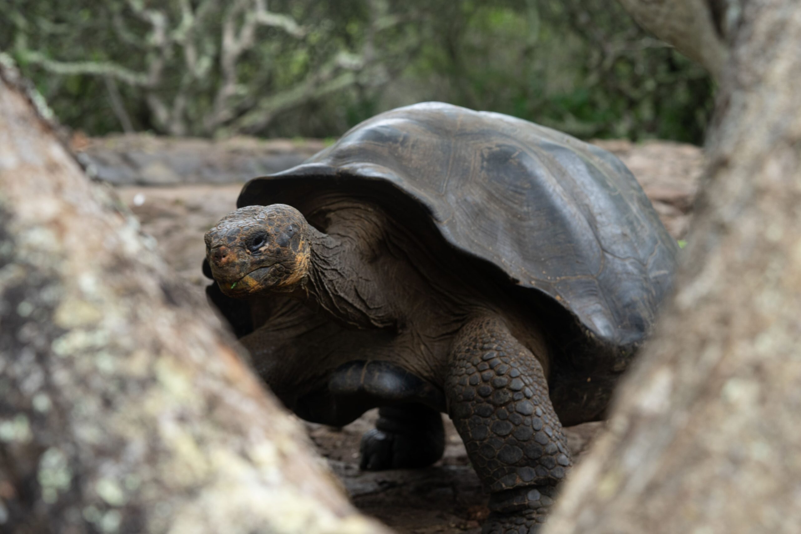Galápagos