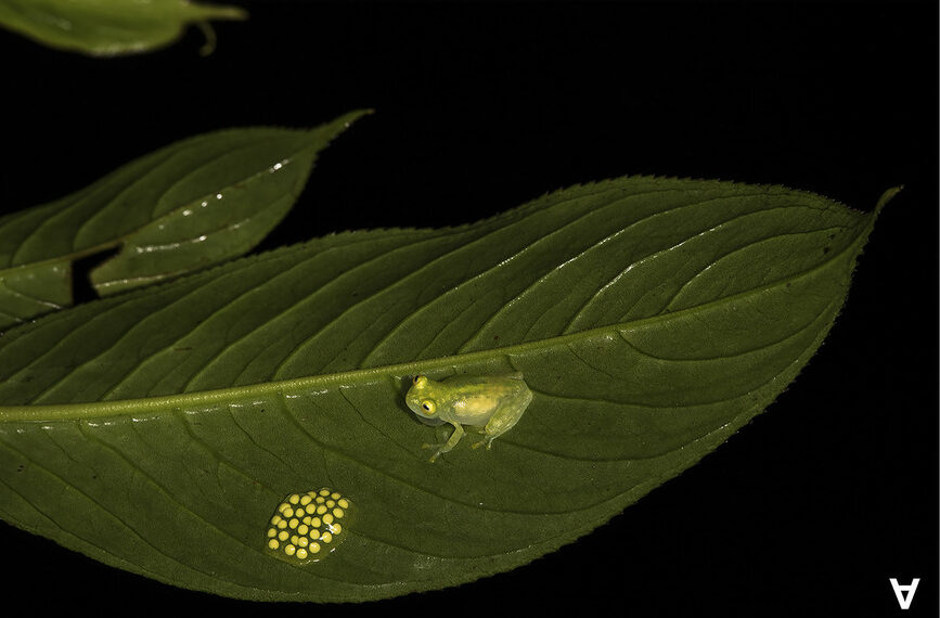 Nueva especie de rana de cristal descubierta en Ecuador. (Foto tomada de estudio de la UTPL)