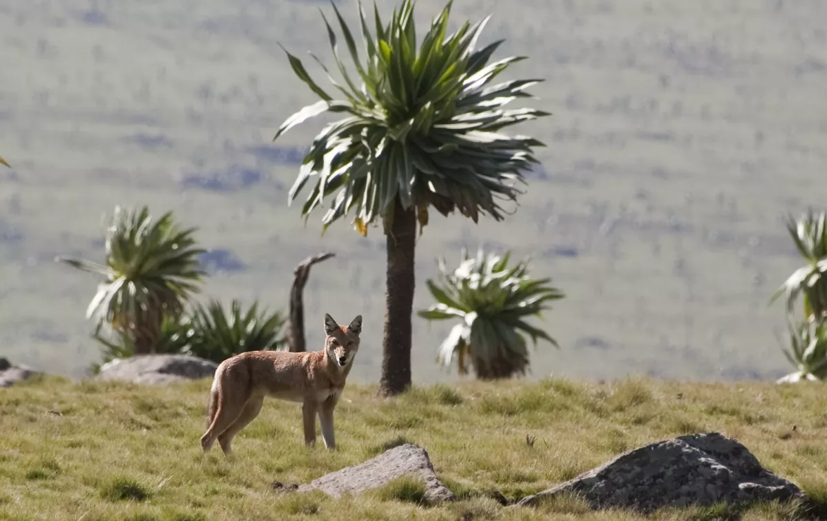 La Unesco añadió a su Lista del Patrimonio Mundial el Parque Nacional de las montañas de Bale. Foto: Internet