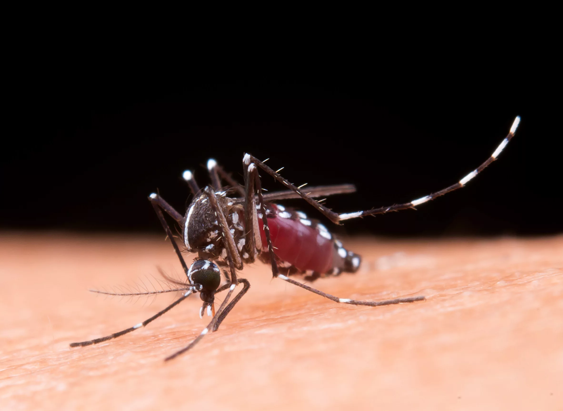 Imagen referencial. En Caracas se computaron 332 casos de dengue entre el 17 y el 23 de septiembre, un incremento del 37 % respecto a la semana anterior. Foto: Freepik