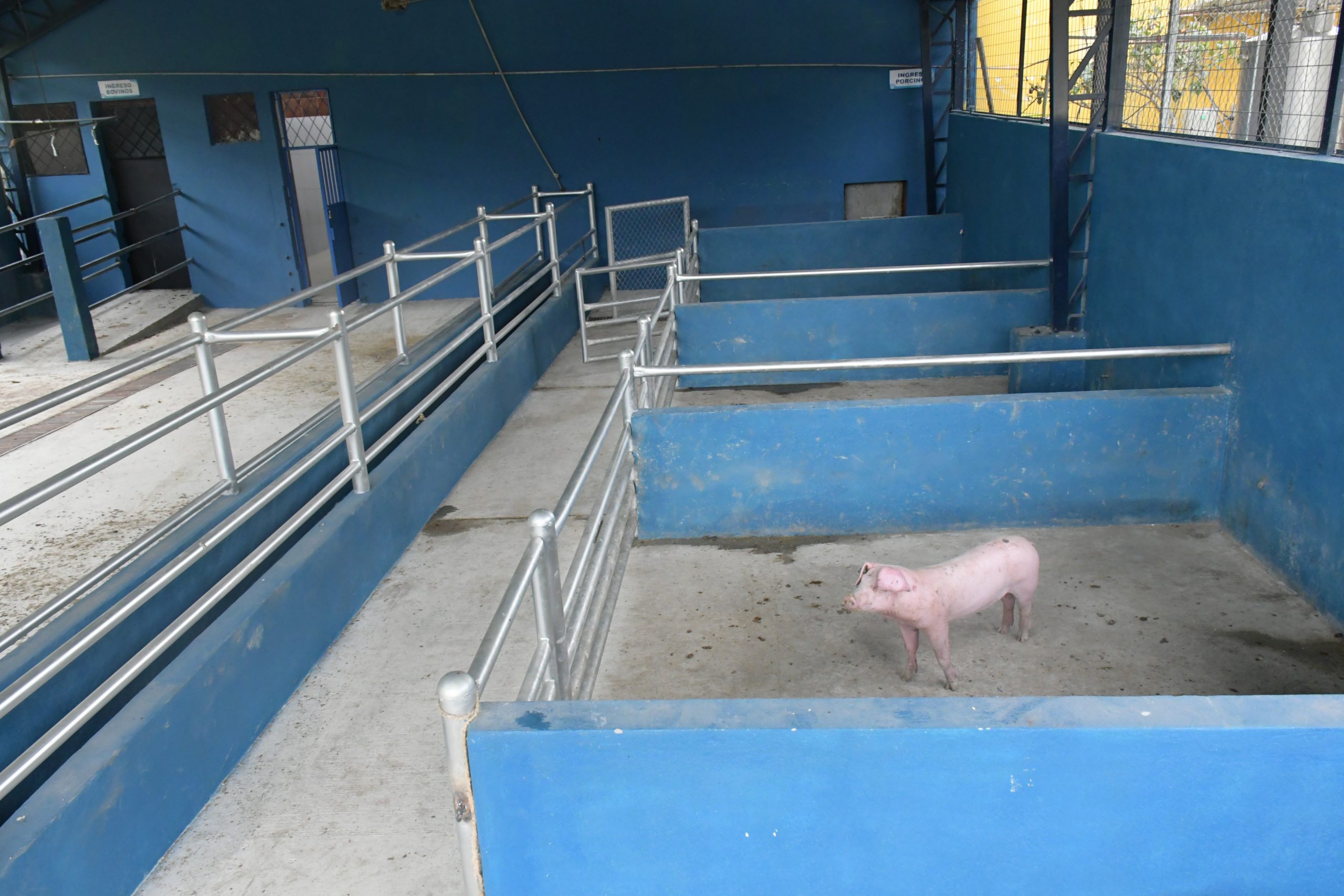 En el camal municipal de Paute se mejoraron las instalaciones para garantizar el servicio. Las instalaciones funcionan desde mediados del pasado mes de octubre. Cortesía