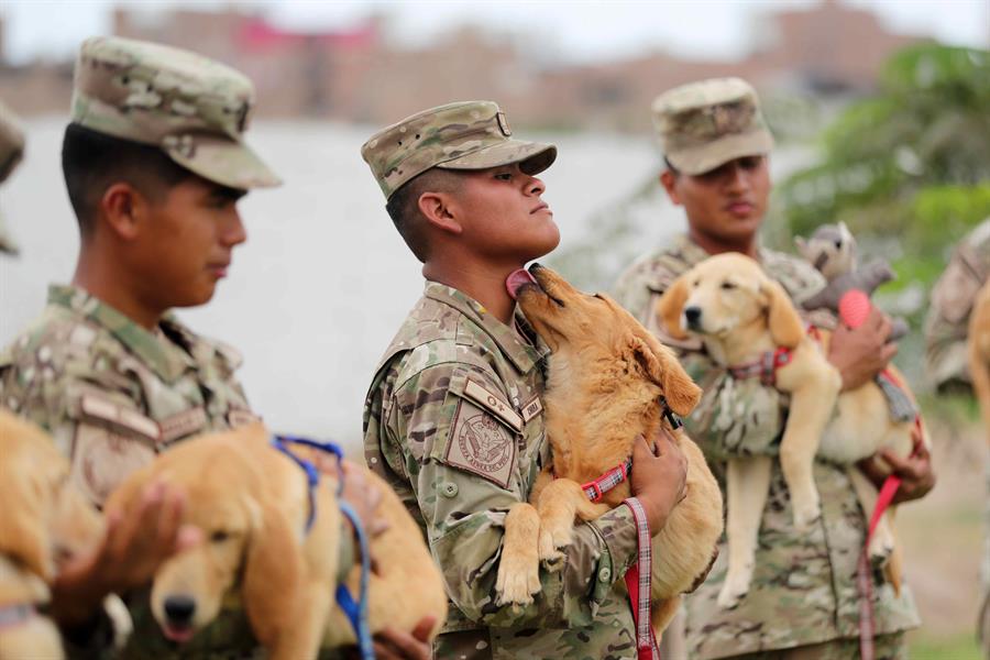 Soldados trabajan en el adiestramiento de cachorros el 19 de diciembre de 2023 en el departamento de adiestramiento canino de la Fuerza Aérea del Perú, en la base Las Palmas, en Lima (Perú). Atenea, Boki y Kia son aún cachorros, pero observan con atención a Owen, un labrador capaz de encontrar a una víctima enterrada en escombros. En menos de dos años se unirán a él para ayudar a la población en caso de sismos y catástrofes como parte del equipo de perros de rescate de la Fuerza Aérea de Perú (FAP). EFE
