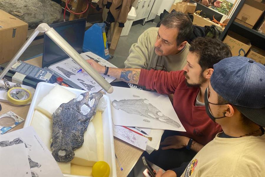 Un equipo de investigadores ha identificado al cocodrilo más antiguo de la Península Ibérica gracias al fósil de un cráneo encontrado por un paleontólogo aficionado en una playa de la región portuguesa de Lourinhã, al que han apodado como 'Mr Holger'. EFE