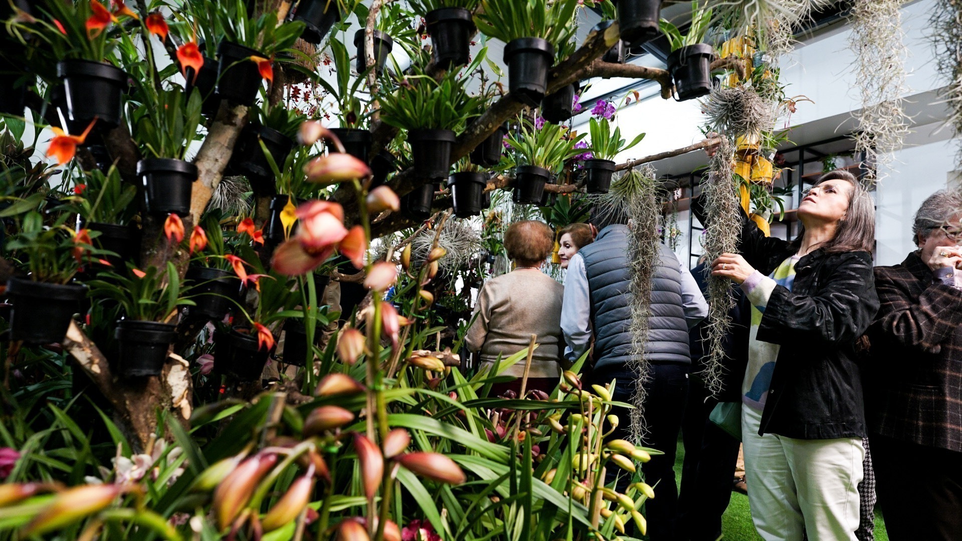 Cuenca orquídeas