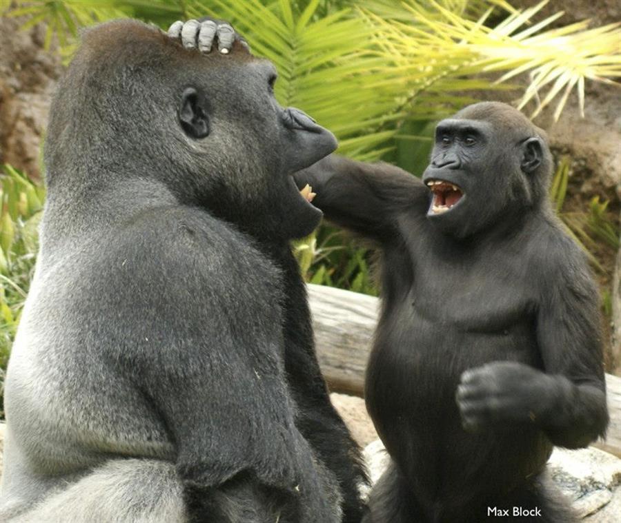 Los bebés humanos desde los ochos meses son capaces de provocar en broma y los grandes simios parece que tienen el mismo comportamiento de hacer burlas juguetonas a sus compañeros. Un equipo de investigadores descubrieron que los orangutanes, chimpancés, bonobos y gorilas participaban en comportamientos intencionalmente provocativos, frecuentemente acompañados de características de juego, según un estudio que publica Proceedings of the Royal Society B Biological Sciences. EFE