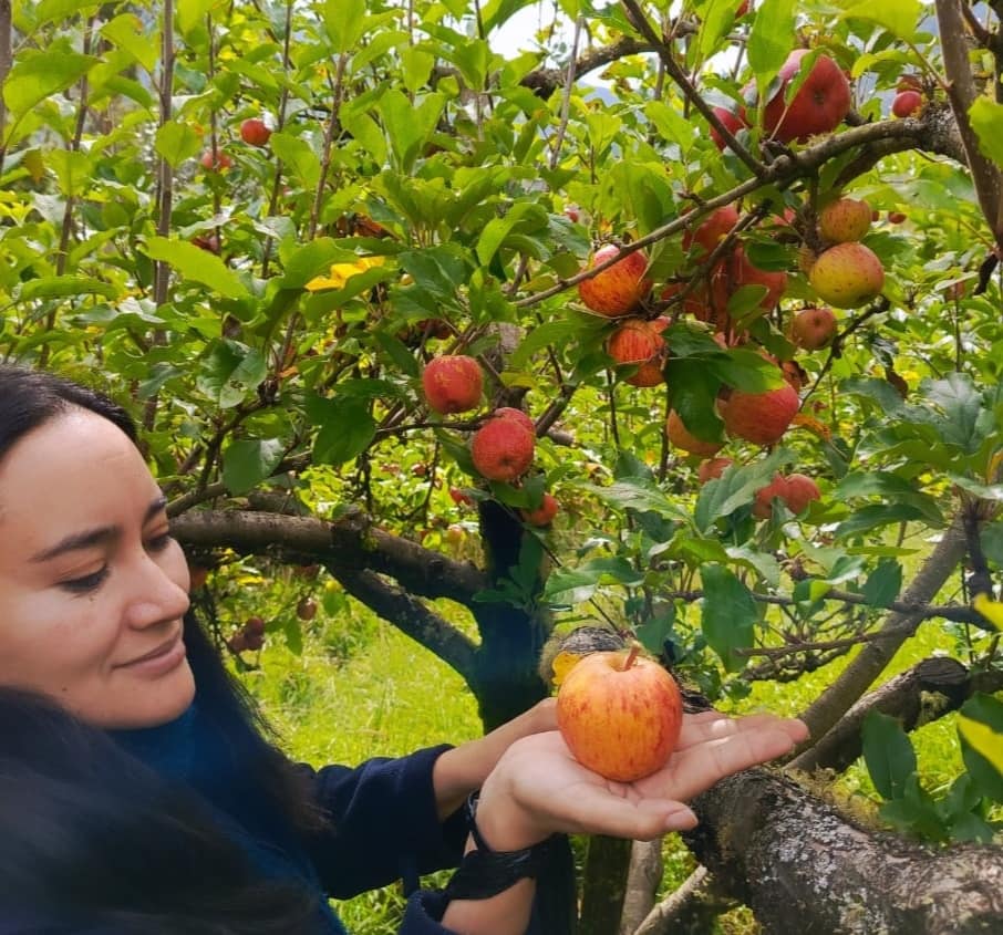 Las manzanas son la fruta predilecta en abril en la parroquia Principal, Chordeleg.