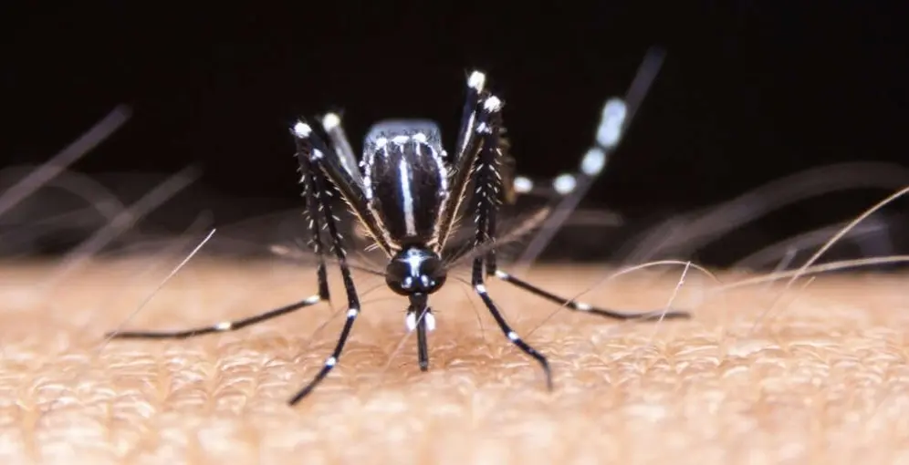 Los casos de dengue en Perú llegaron a 79.741 en lo que va de 2024