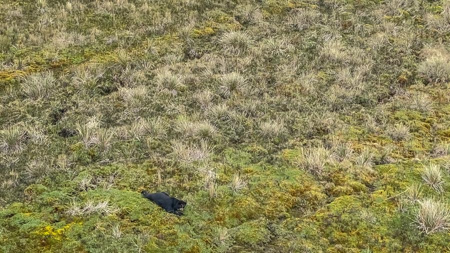 Liberación de oso de anteojos Tupak, en la reserva Parque Nacional Cayambe Coca.