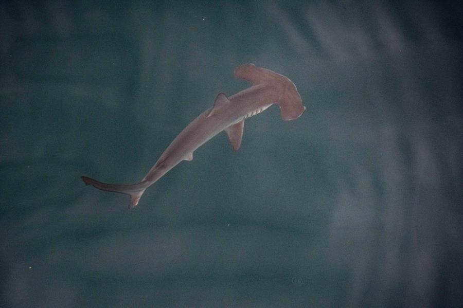 Una posible "guardería" de tiburones liso martillo ha sido identificada por primera vez en las Islas Galápagos (Ecuador), tras haber observado a varios individuos jóvenes en una pequeña bahía de Isabela, la isla más grande del archipiélago, durante una expedición científica realizada recientemente a bordo del Arctic Sunrise, el barco de la organización ecologista Greenpeace. EFE