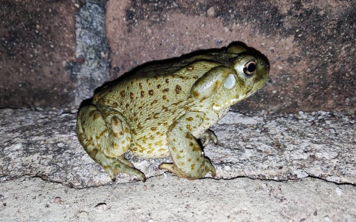 El veneno del sapo del Desierto de Sonora contiene un psicodélico que, convenientemente modificado, podría ser una opción terapéutica eficaz contra la depresión