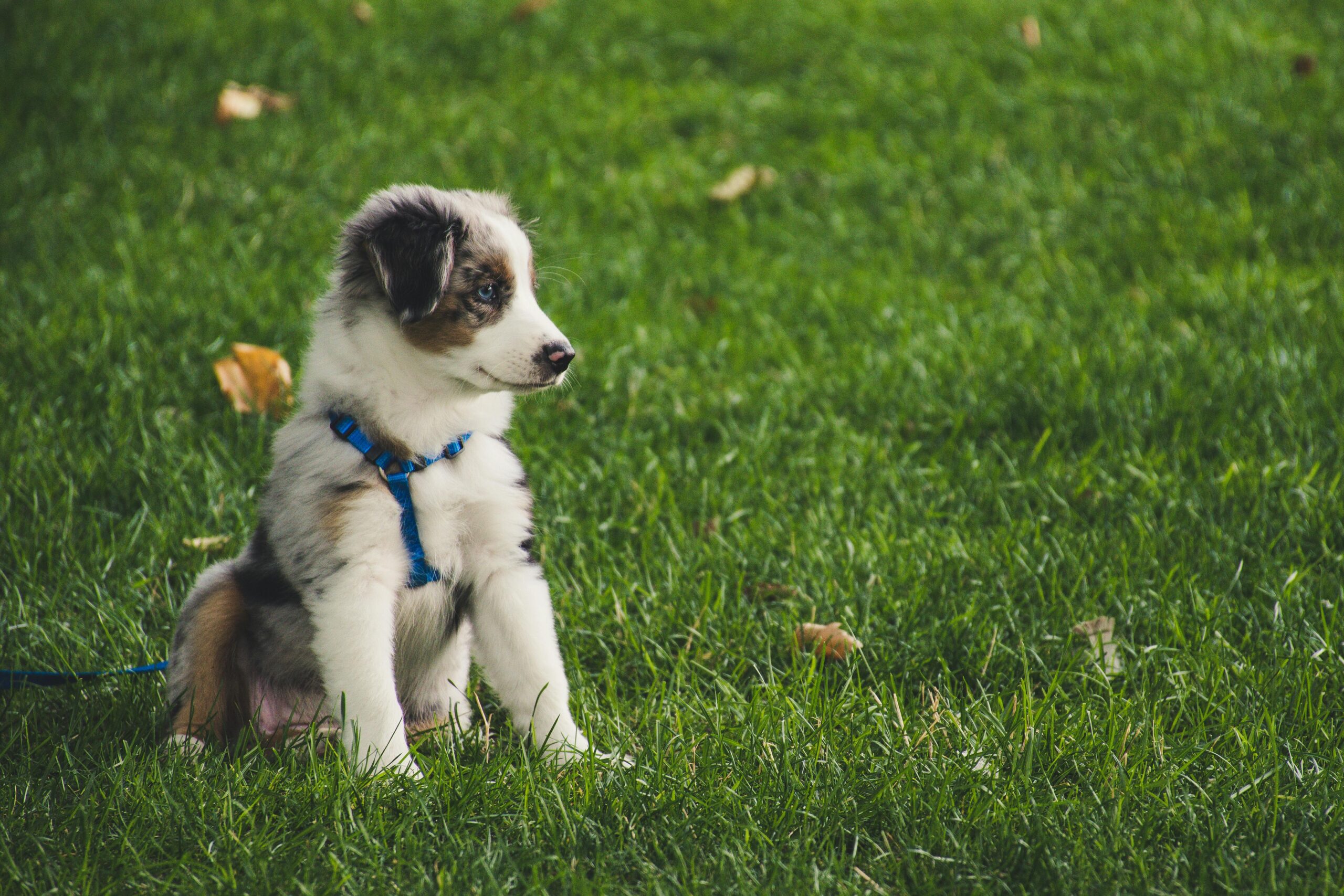 Cuidar de una mascota es un trabajo que demanda paciencia, cariño y tiempo de calidad
