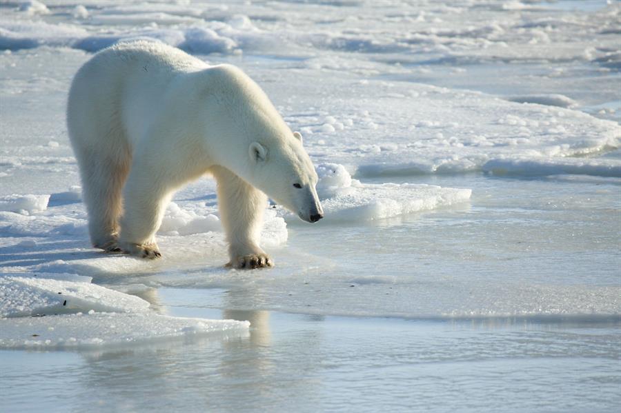 La desaparición de la población de osos polares de la bahía de Hudson, en la costa nordeste del Ártico canadiense, podría ser "inminente" si no se cumple el objetivo de limitar a 2 grados el aumento de la temperatura del planeta antes de 2030, en menos de seis años. Así lo advierte el estudio científico más completo llevado a cabo hasta la fecha sobre el impacto del cambio climático en la fauna de la bahía, que recoge este jueves la revista Communications Earth & Environment. EFE