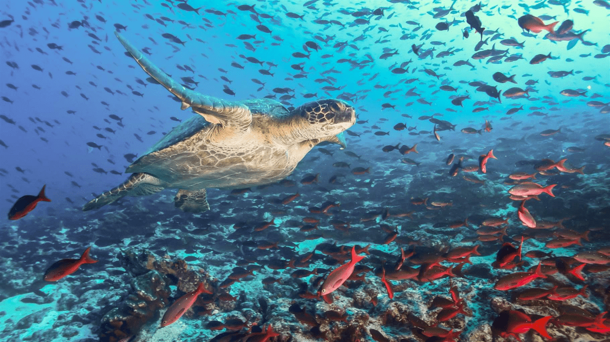 Delegados de una quincena de países de América se reunirán para evaluar el estado de las poblaciones de tortugas marinas en el continente.