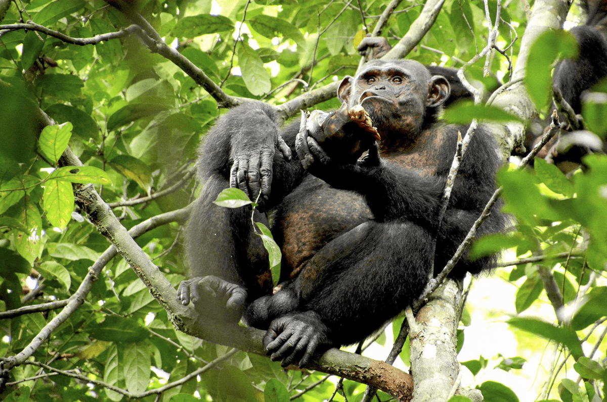Los chimpancés salvajes comen en ocasiones plantas que pueden tratar o aliviar los síntomas de una enfermedad.
