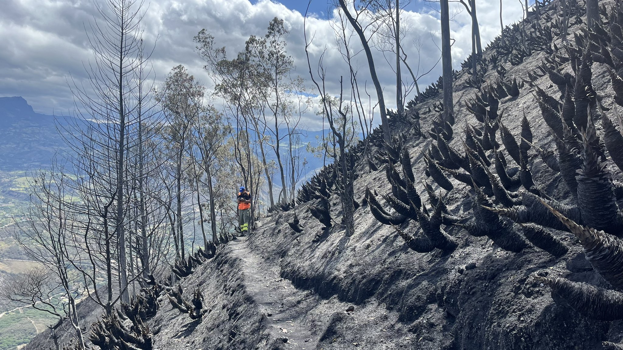 incendio forestal