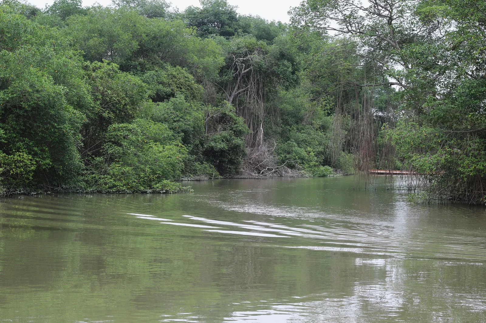 Con la ejecución de este proyecto, el Gobierno ecuatoriano pretende "aumentar la superficie de manglares bajo manejo sostenible a 150.000 hectáreas"