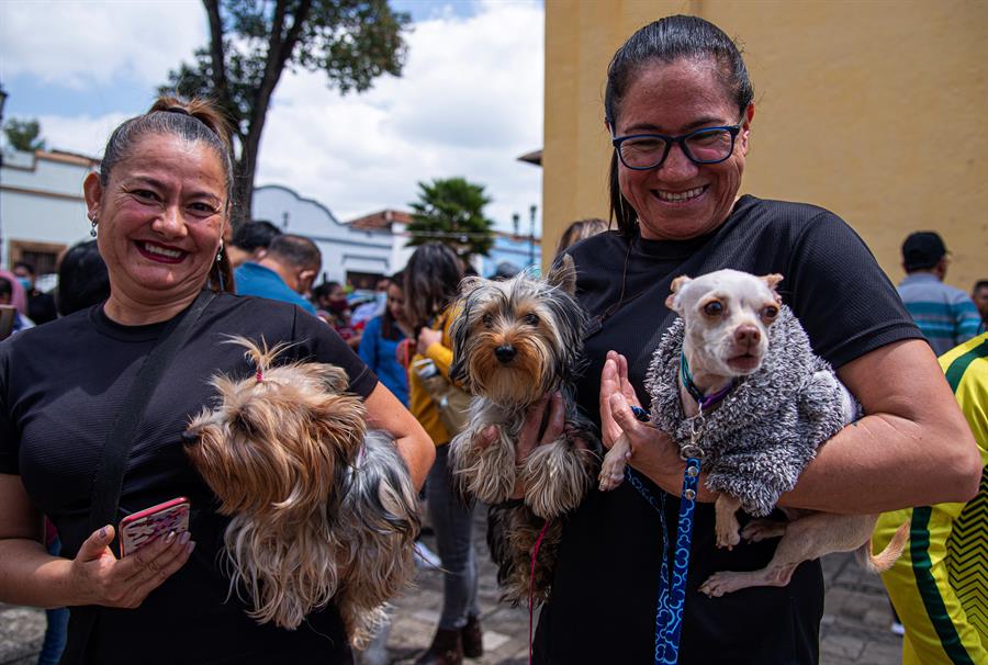 El estudio, recogido este miércoles en la revista Plos One, indica que los perros no se limitan a leer el lenguaje corporal de sus dueños, sino que comprenden las palabras y son capaces de reaccionar ante ellas las pronuncien sus dueños o no.