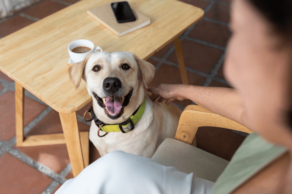 Visitar espacios pet-friendly con tu mascota puede ser una experiencia placentera, siempre y cuando se respeten ciertas normas básicas de comportamiento y preparación