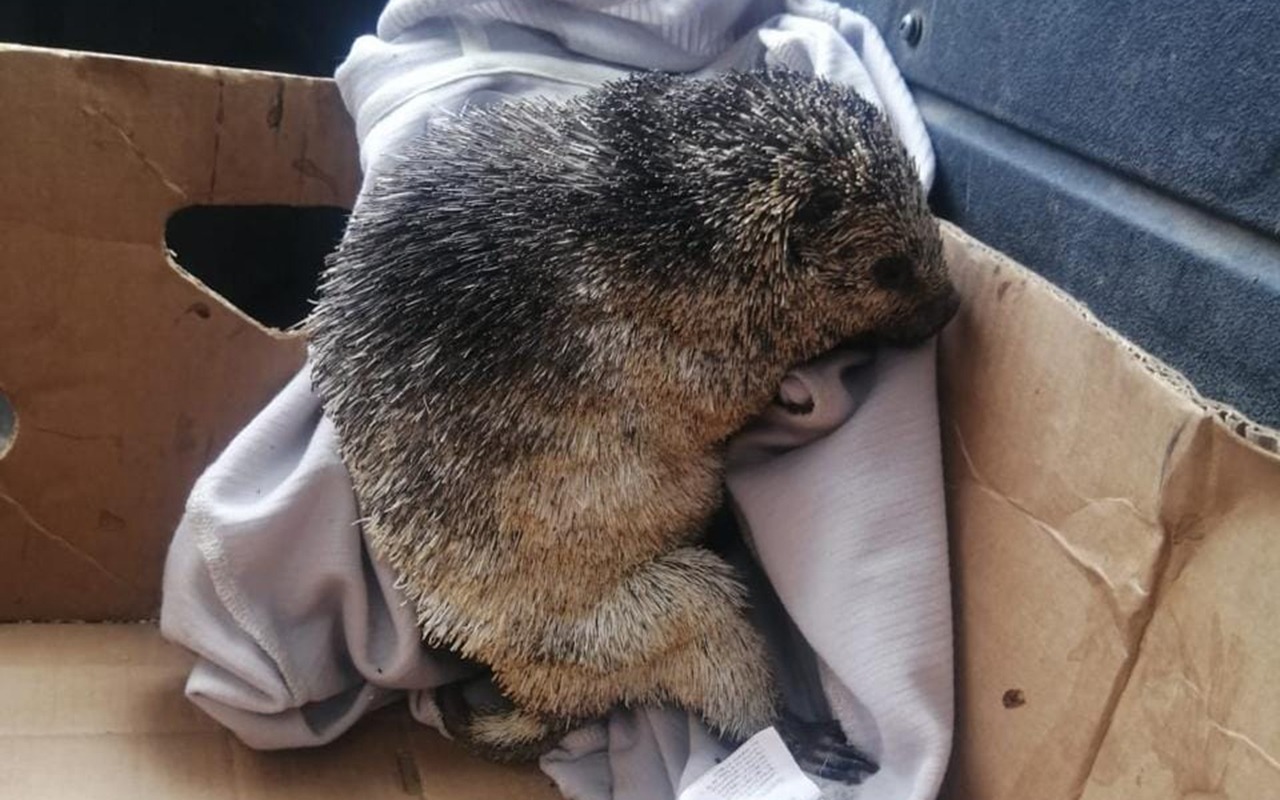 Especies están en peligro por los incendios forestales. Animales han sido rescatados por voluntarios y rescatistas de Cuenca.