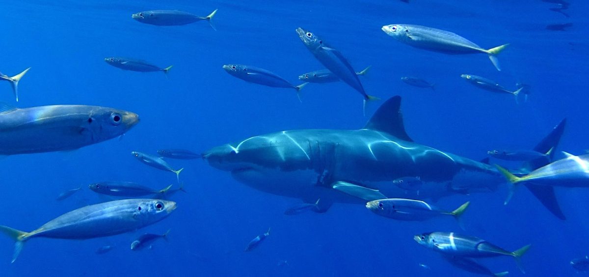 Por primer vez, cerca de las islas Galápagos, se avistó un tiburón blanco.