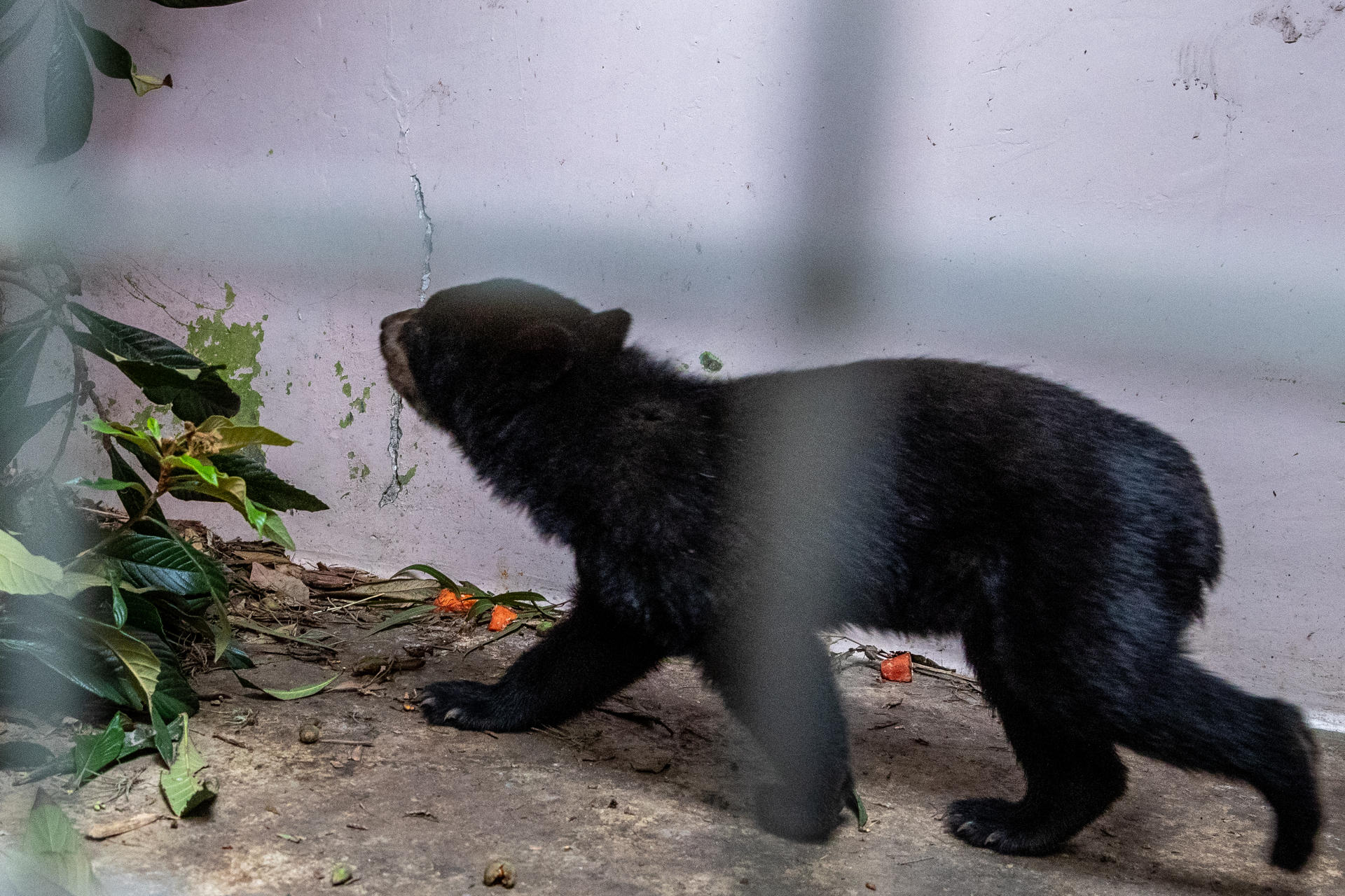 Oso de anteojos