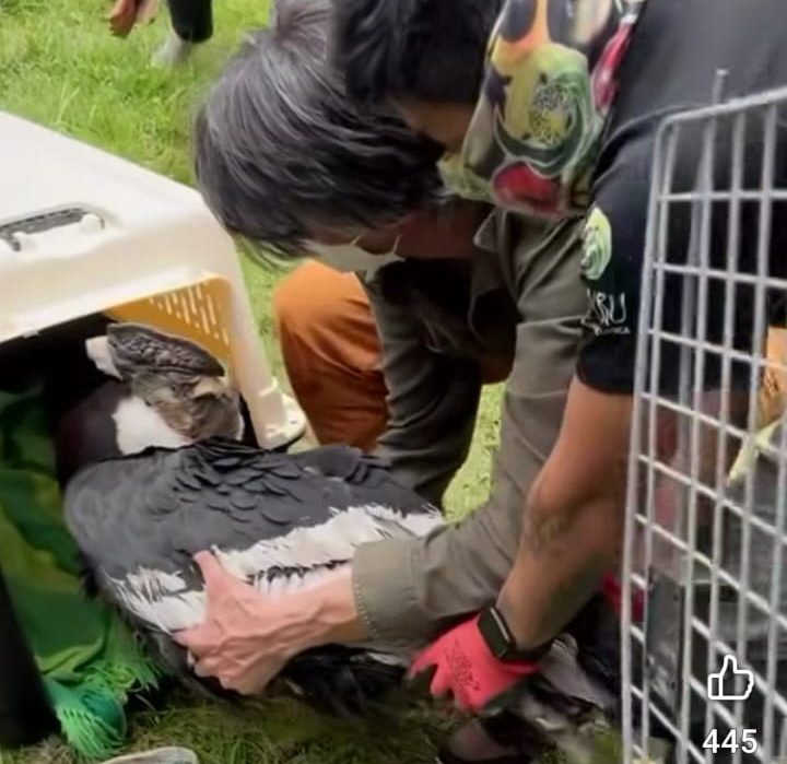 Condor en el Amarú