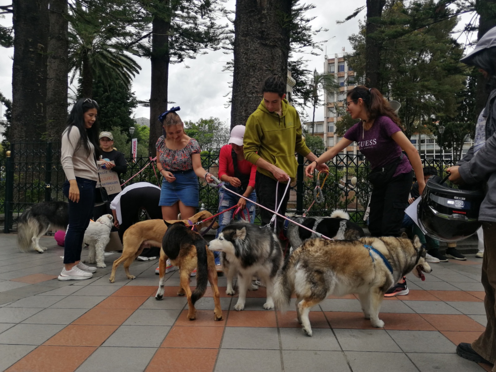 Animalitos