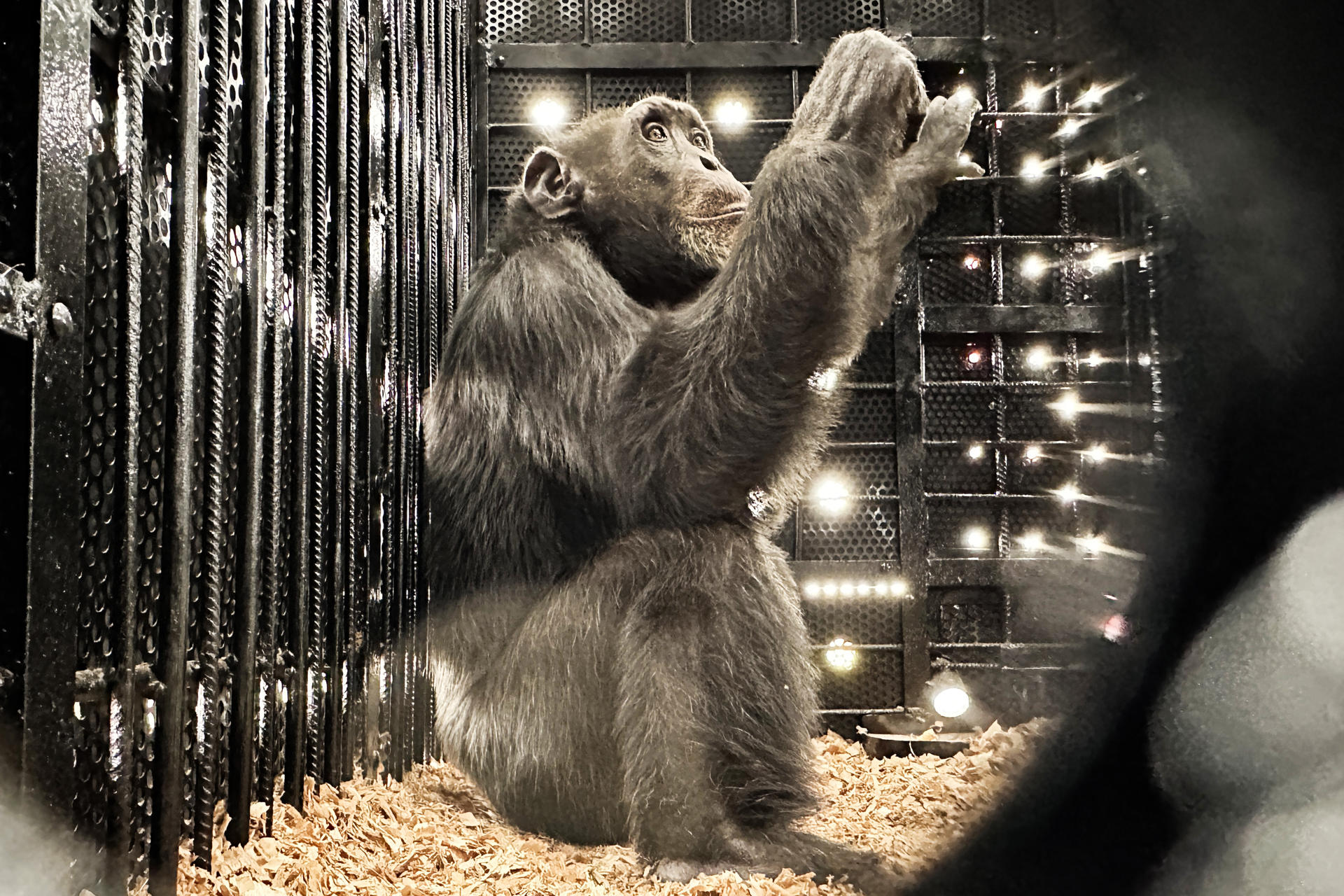 Yoko, chimpancé