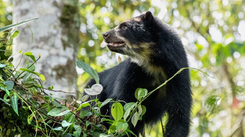 oso de anteojos