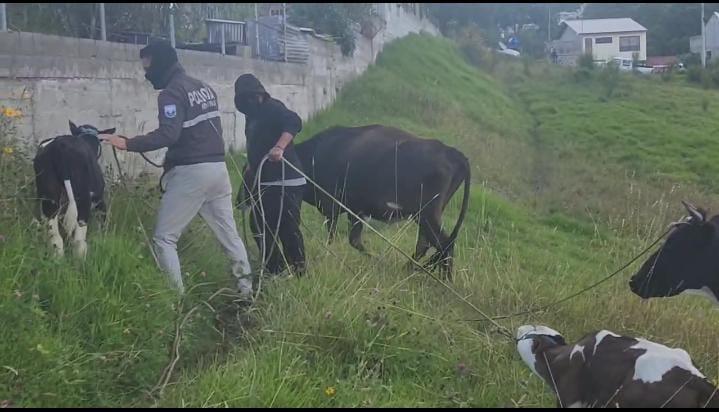 Ganado recuperado